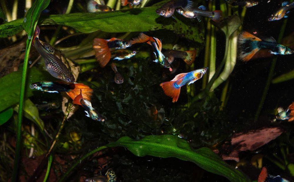 Рыбки Гуппи " микс ".