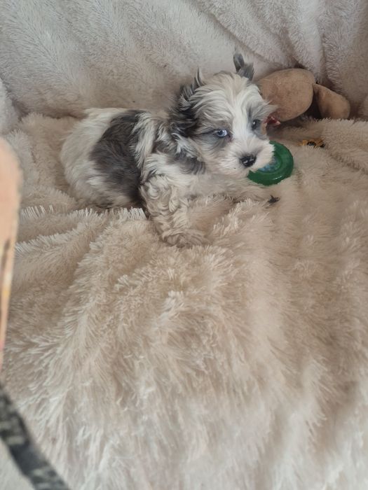 Biewer Terrier Macho Criadora Registada PT3088FL