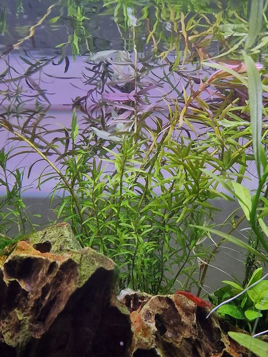 Rotala Rotundifolia