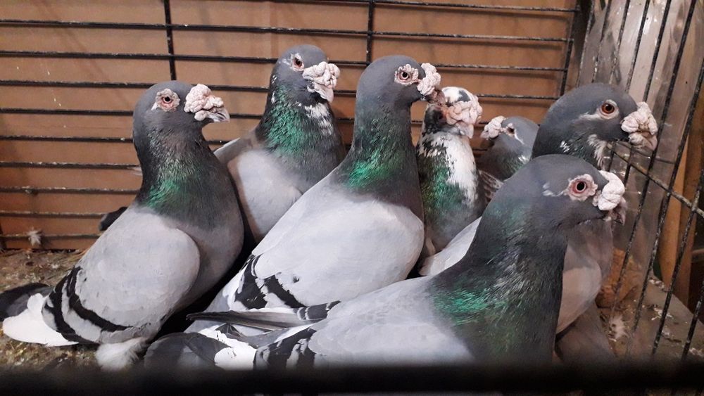 Gołębie Staropolskie