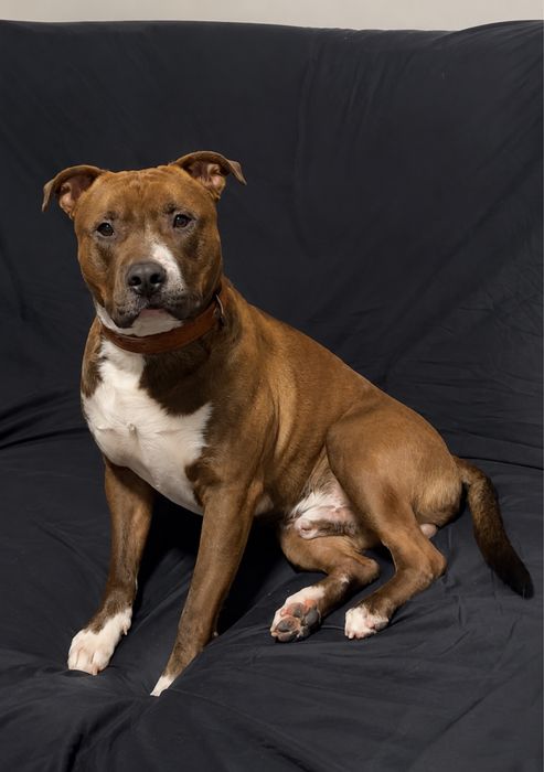 Pitbull - terrier adocao