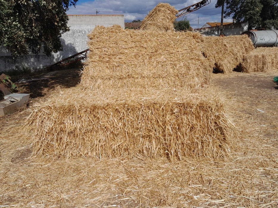 Fardos feno semeado