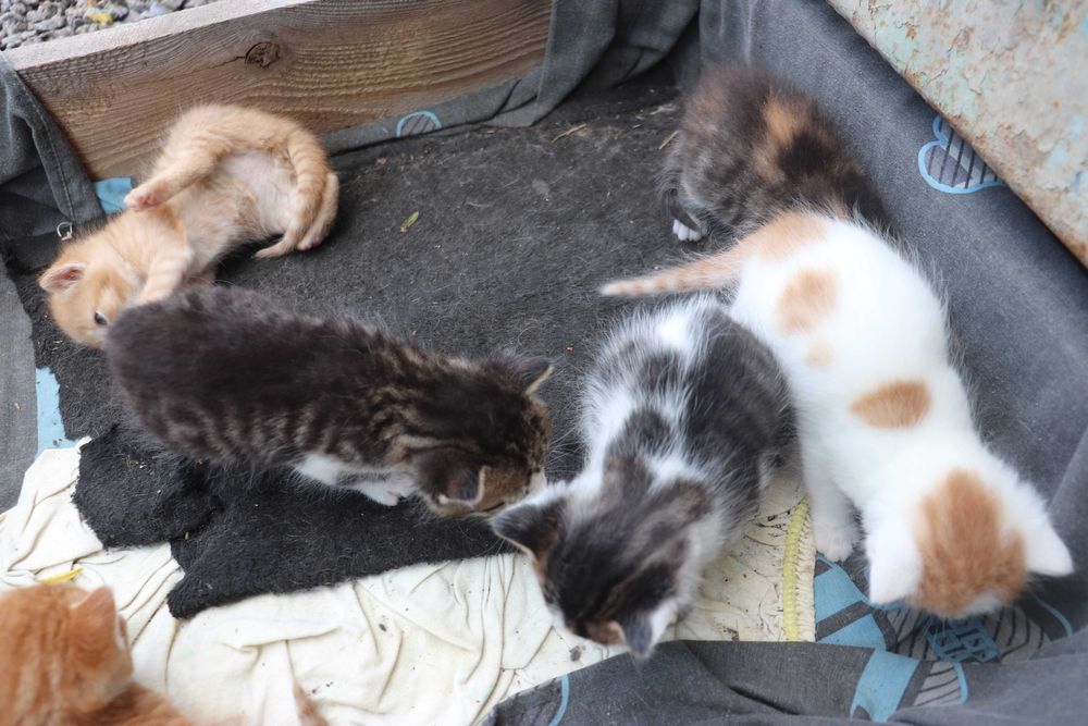 Віддам кошенят в хороші руки