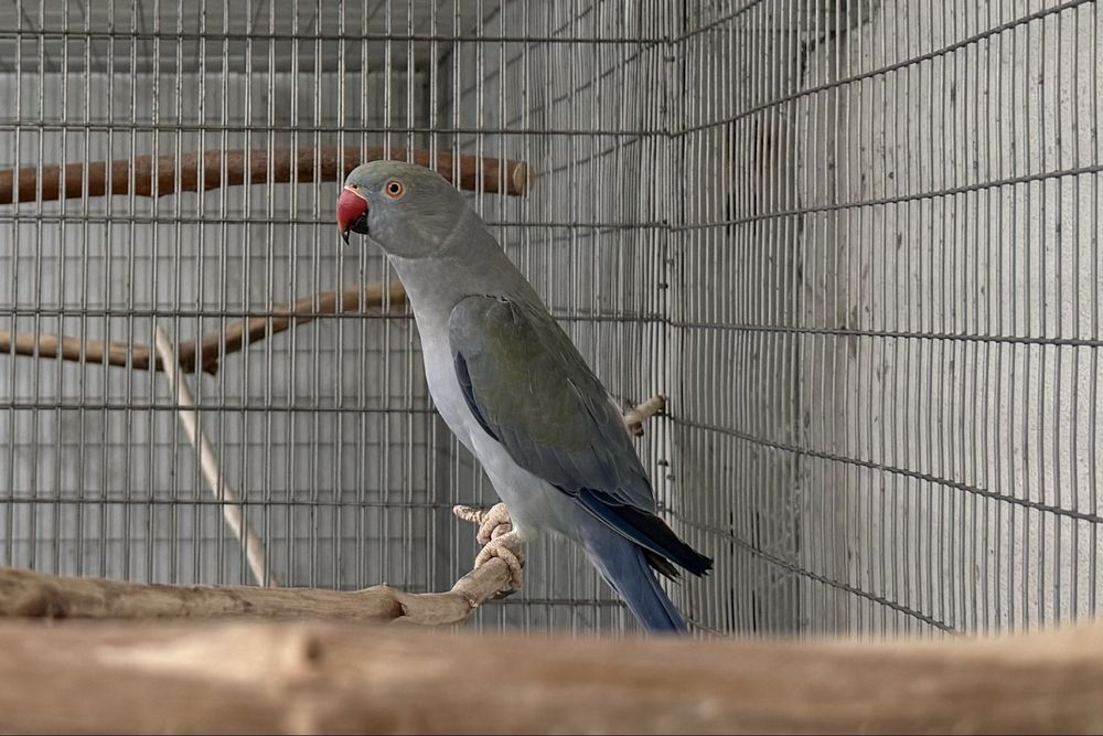 Ring Necks de 2024 - Com Documentos