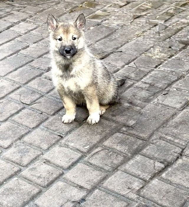 Продам цуциків   лайки