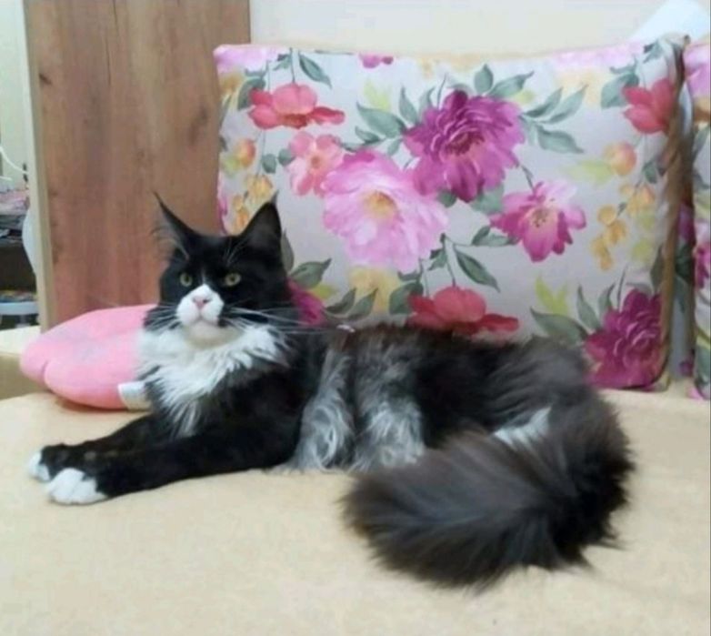 Девицы красавицы Мейн-Кун