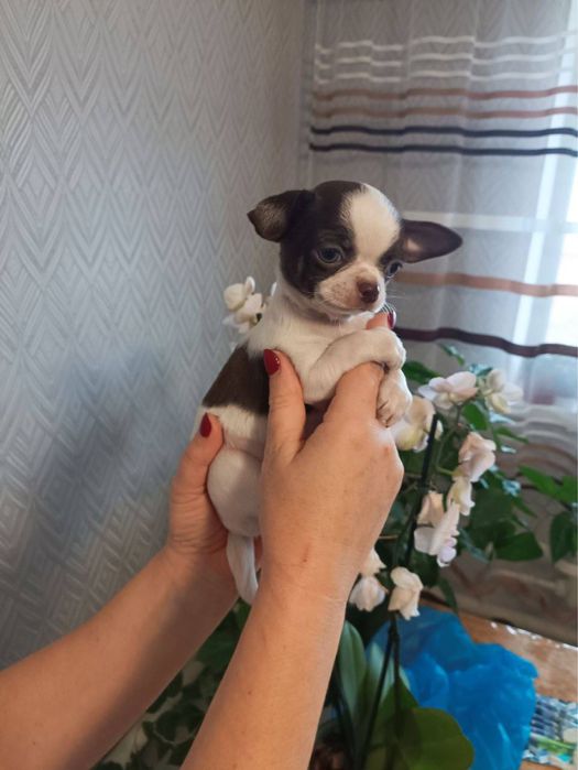 Цуценята чихуахуа, чистокровні