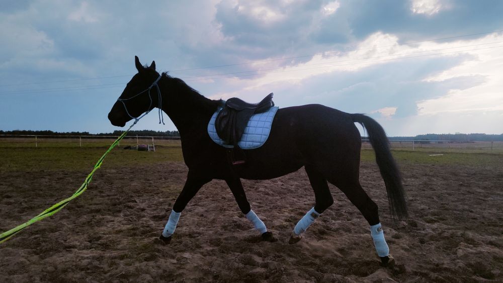 4 letni wałach, zajeżdżony