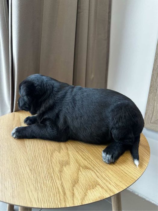 Цуценя (дівчинка) у добрі руки