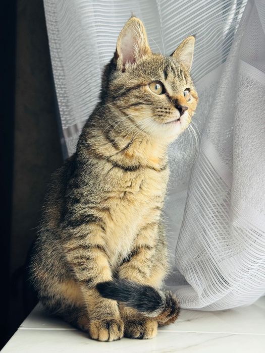 Кішечка 5 місяців ! Безкоштовно в добрі руки !