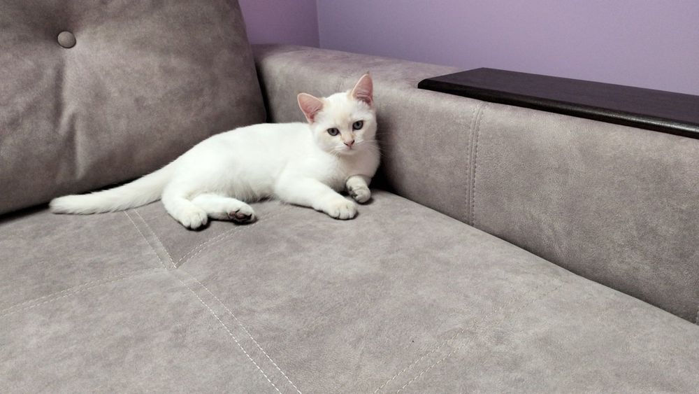 Шотландські котики