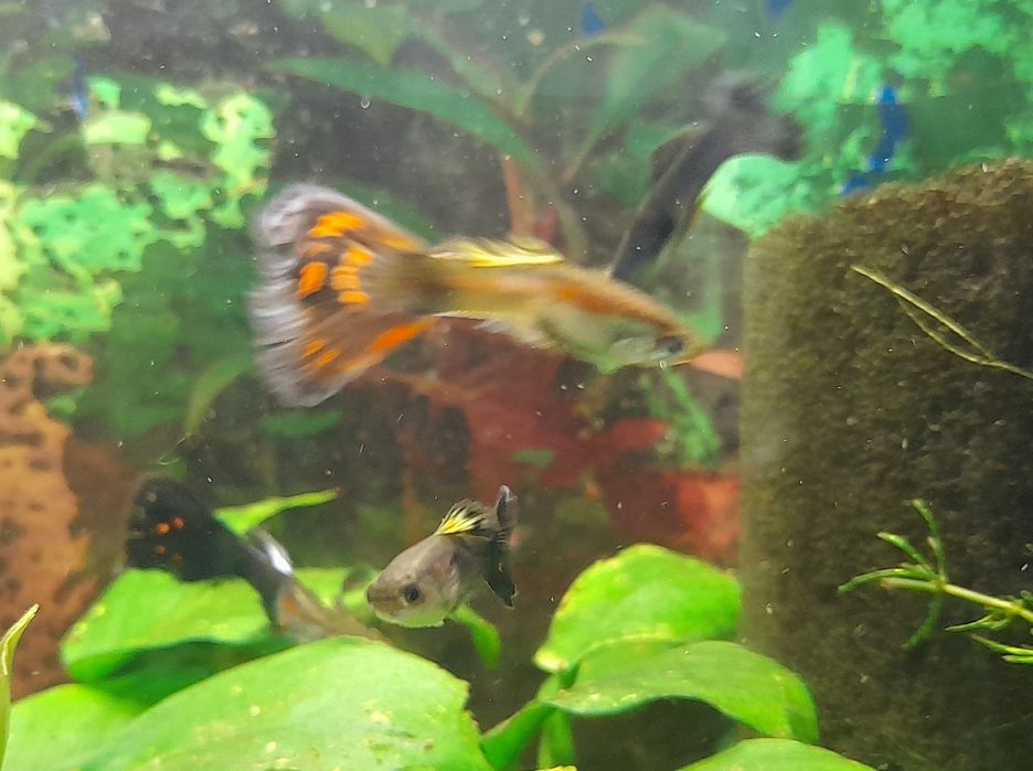 Аквариумные рыбки  гуппи