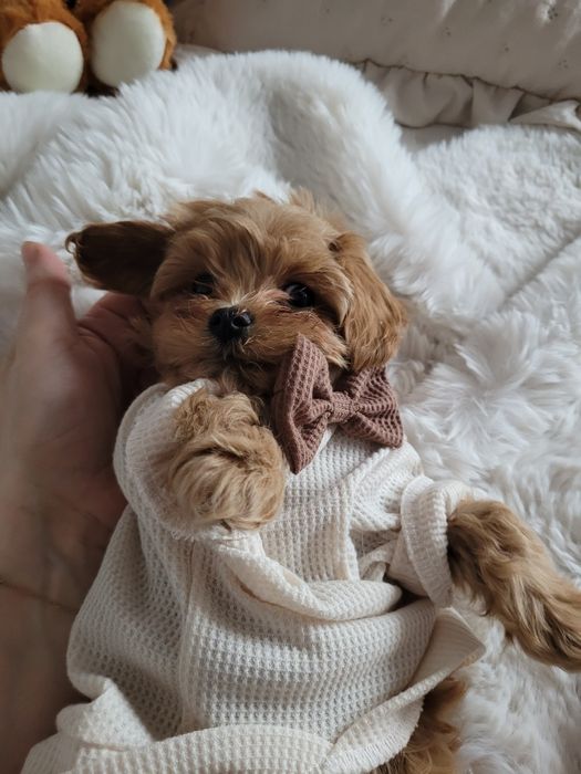 MALTIPOO  MINI  pudel toy #maltanczyk
