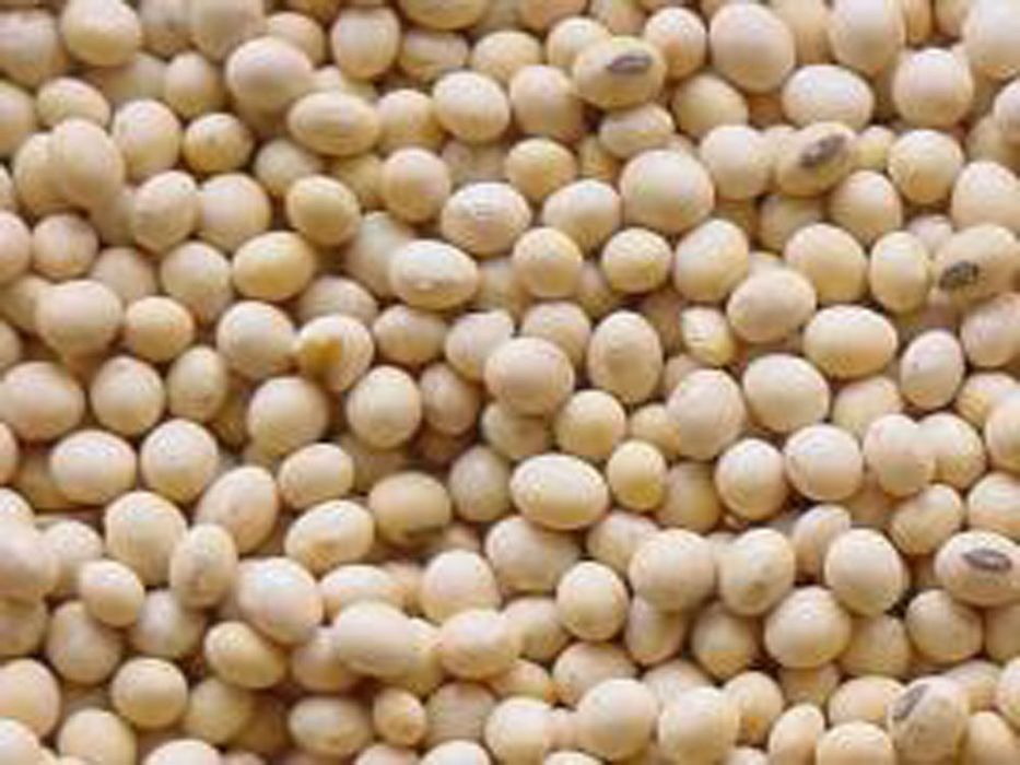 Соя насінева канза