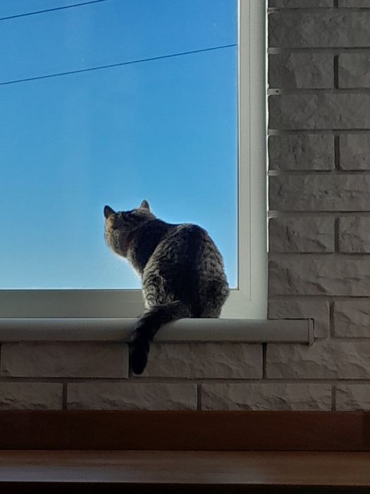 Кицюня в добрі руки