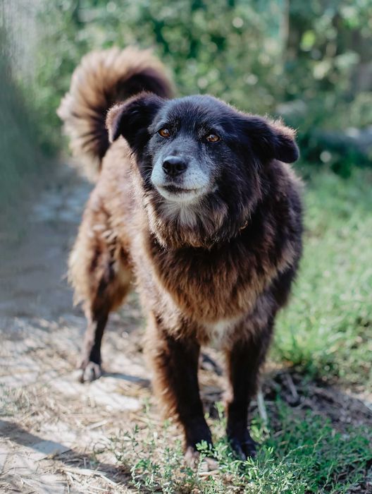 Pixie od 9 lat w schronisku czeka na swój dom