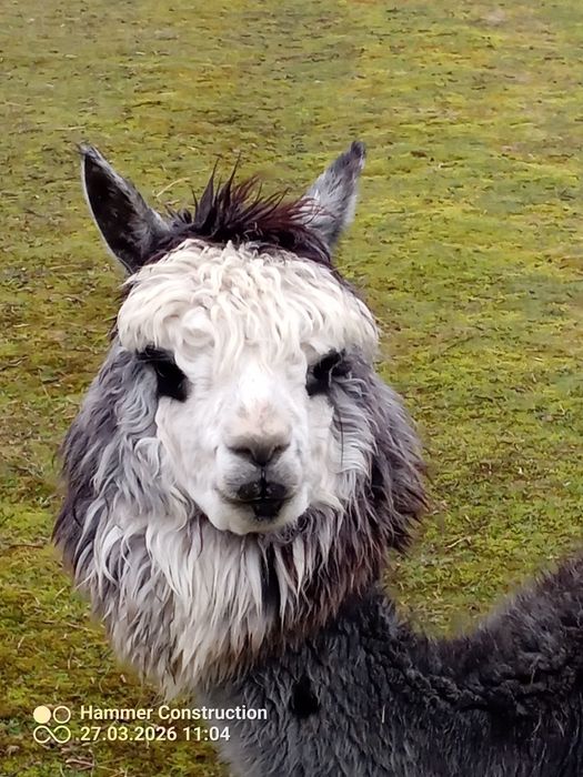 Sprzedam samice alpaki