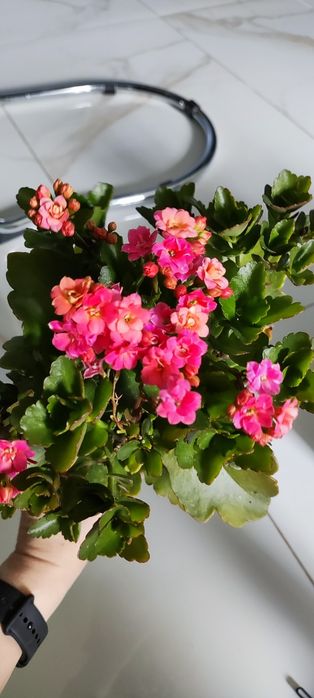 Roślina doniczkowa kalanchoe