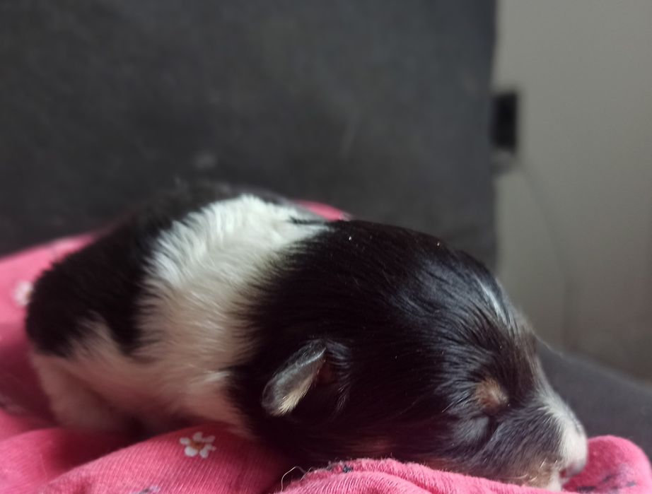 Owczarek szetlandzki sheltie tricolor sunia