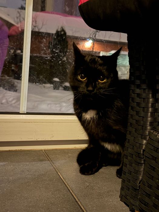 Młoda, zdrowa kotka szuka kochającego domu