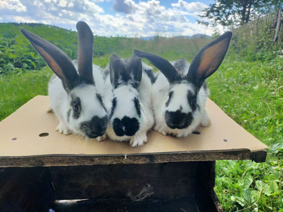 Кролі породи Німецький строкатий велетень . Шиншила .