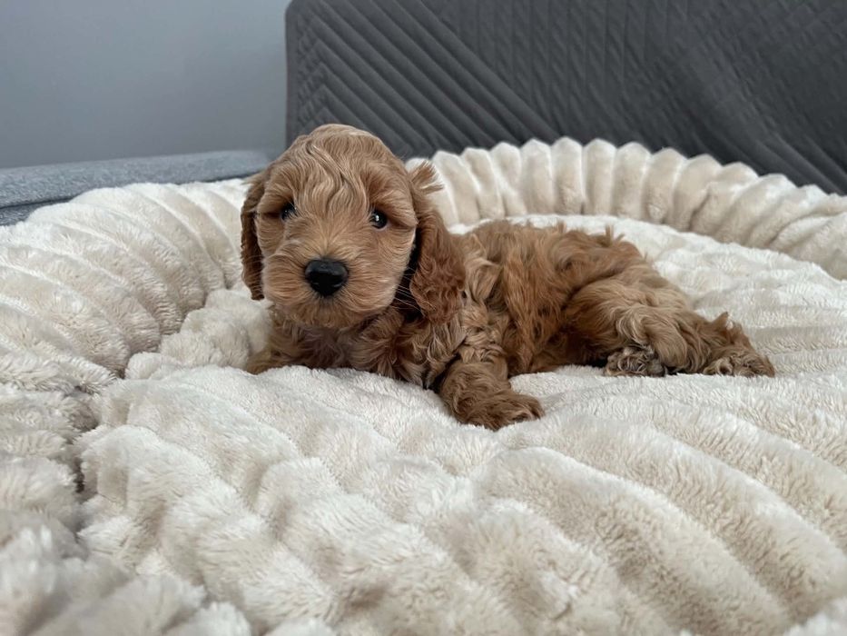 Sprzedam pieska maltipoo