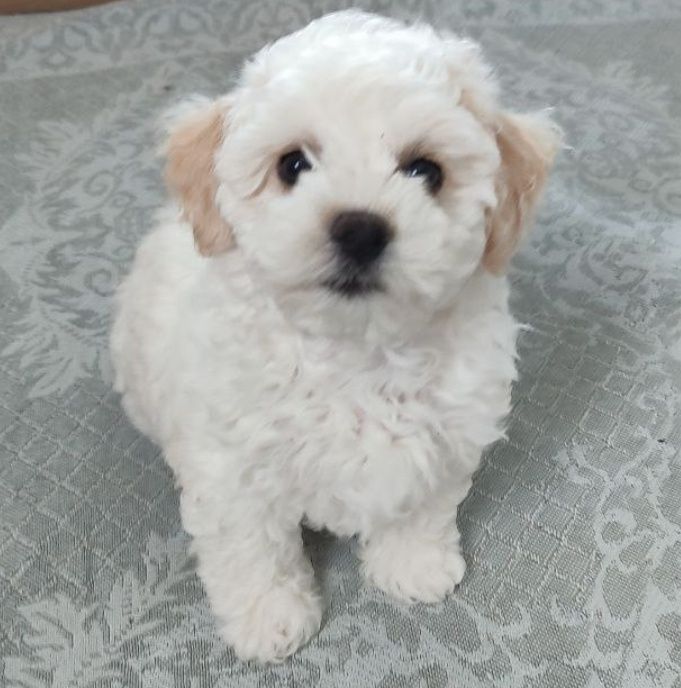 Бішони-пухнасті янголи