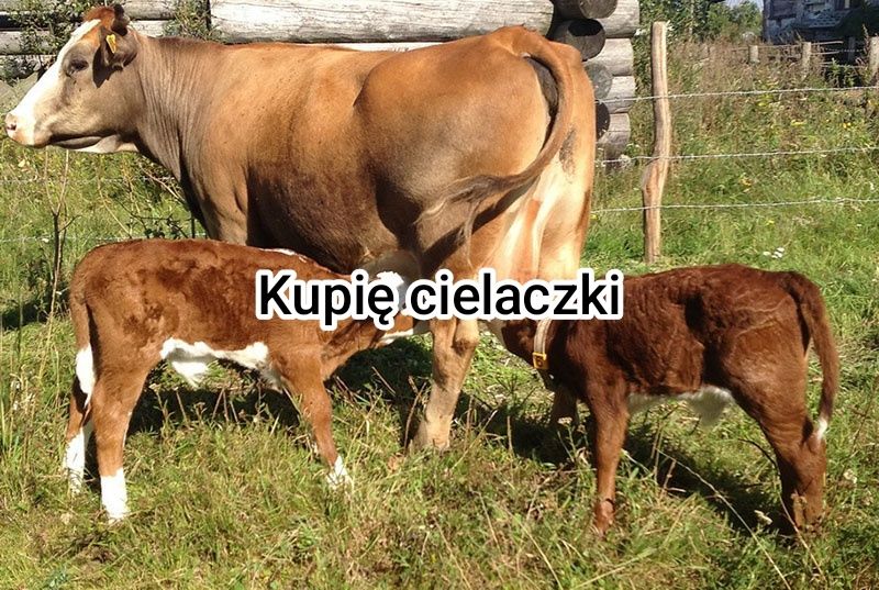 Cielaczki jałóweczki