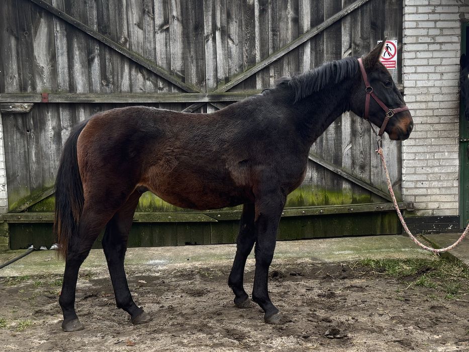 Wałach rasy śląskiej po gierze Rodos