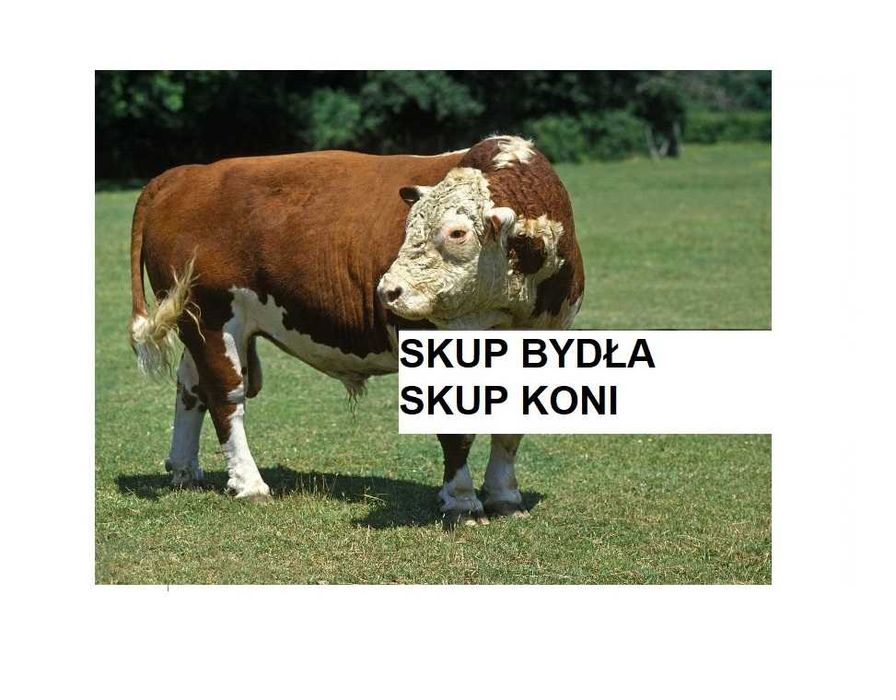SKUP Bydła Koni Żywca !UBÓJ! Krowy,Krowa,Byk,Byków,Konie,Koń