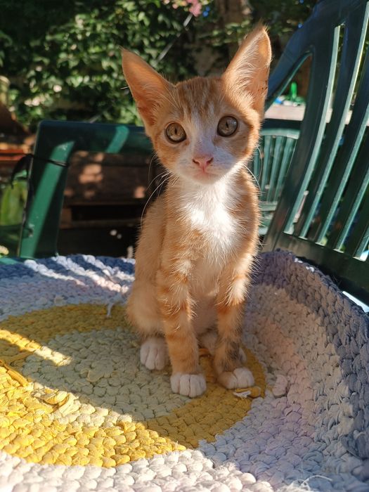 Котята , якщо ви мріяли про маленьку радість, то таке чудо не дасть вам засумувати