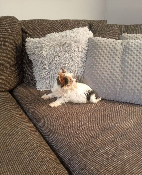 Mini suczka Yorkshire Terrier Biewier