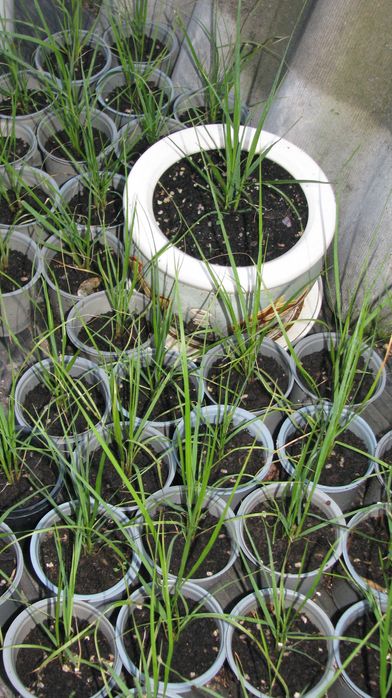 Однорічні саджанці пампасної трави рожевої (кортадерія)