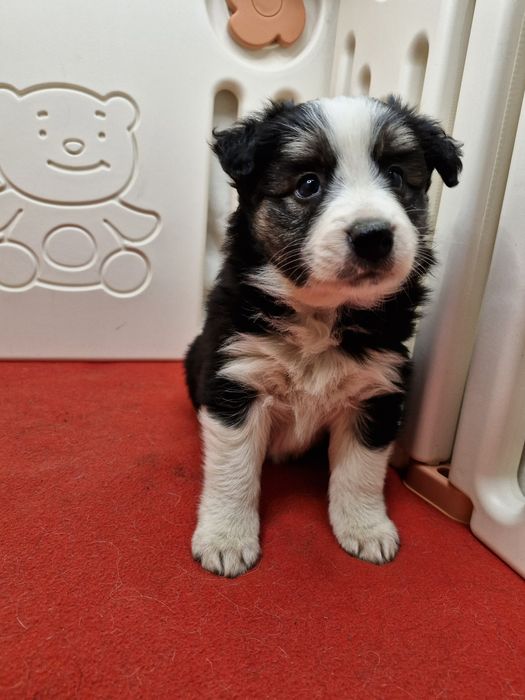 Border Collie suczka tri color