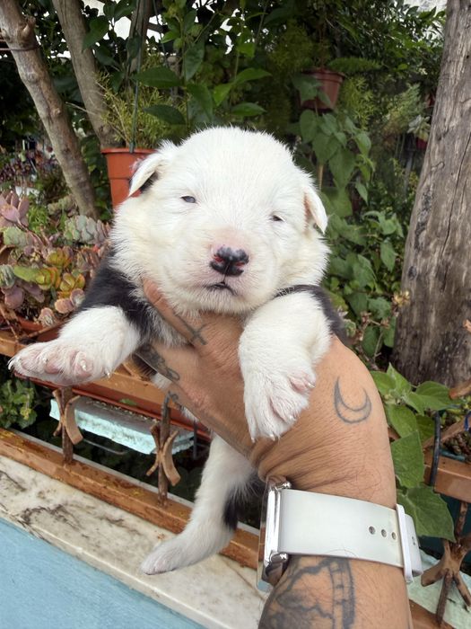 Excelente menino  border collie
