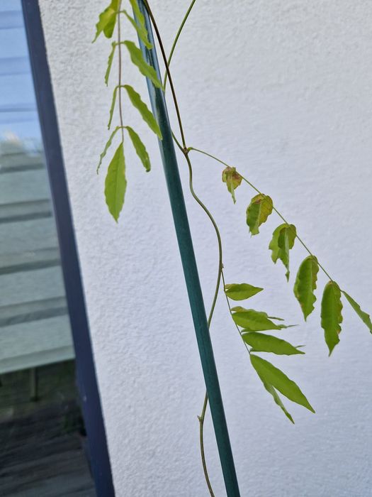 Krzew wisteria 103cm