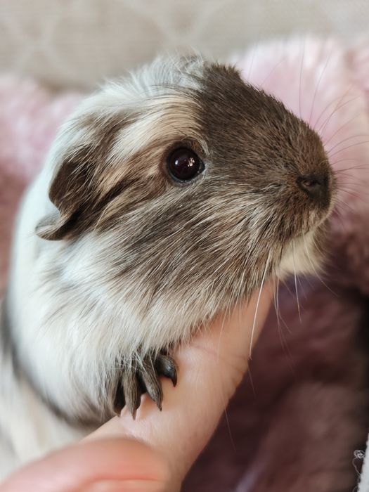 Świnka morska samica Magpie