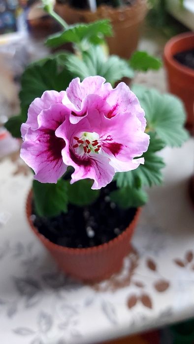 Королівська пеларгонія