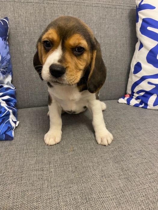 Beagle szczeniak trikolor aktualne