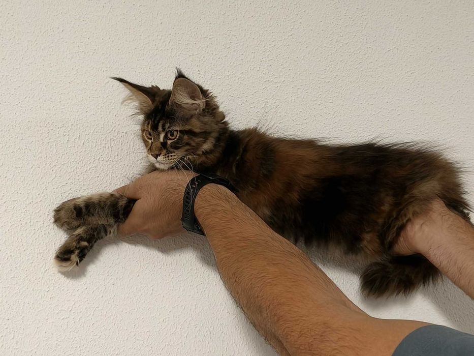 Maine coon fêmea