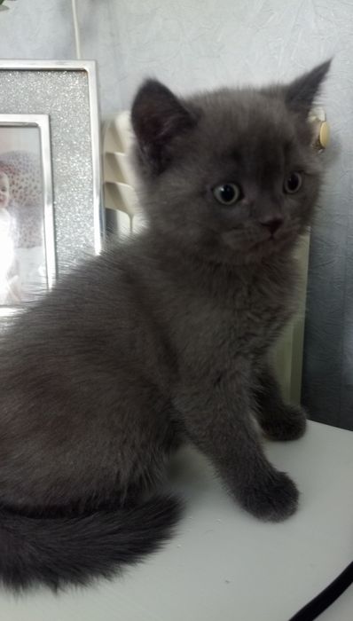 Кошеня шотландська вісловуха. Окрас блакитний.