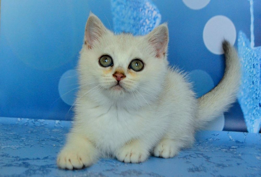 Серебристая шиншилла мальчик и девочка