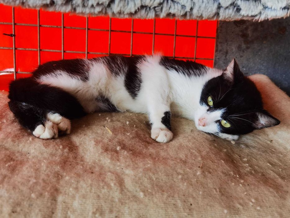 Kot Diego szuka domu