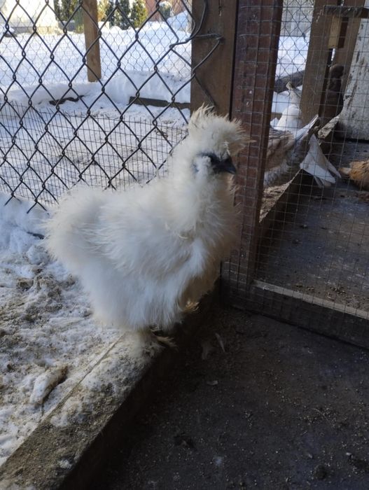 Pary silek satynowych i jedwabistych