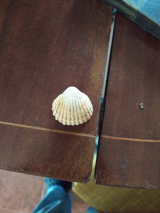 Seashell            .429814028803123200