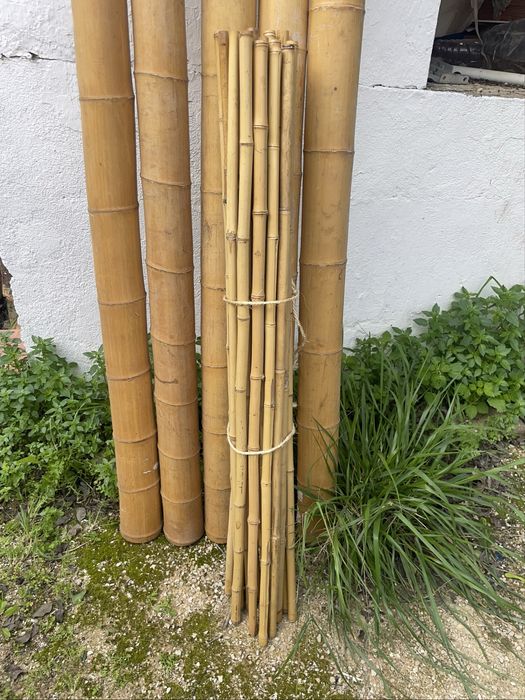 Bambu 100cm x 2 cm