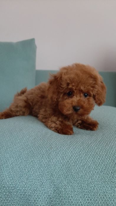 Шикарні цуцики. Той пудель.