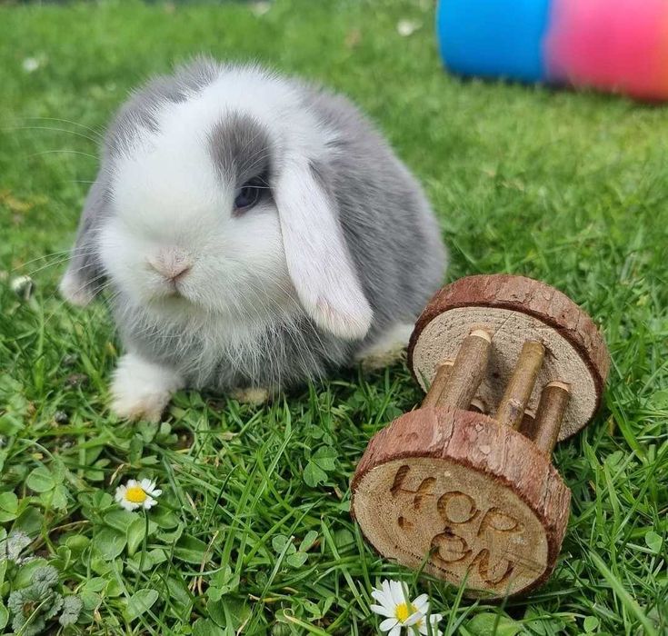 KIT Coelhos anões mini loop, orelhudos muito meigos e brincalhões