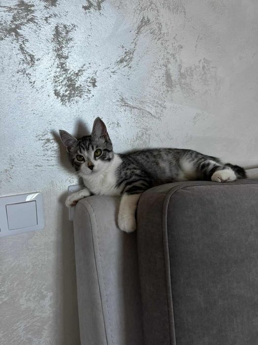 Кошеня дівчинка 4,5 місяці привезена з зони бойвих дій!