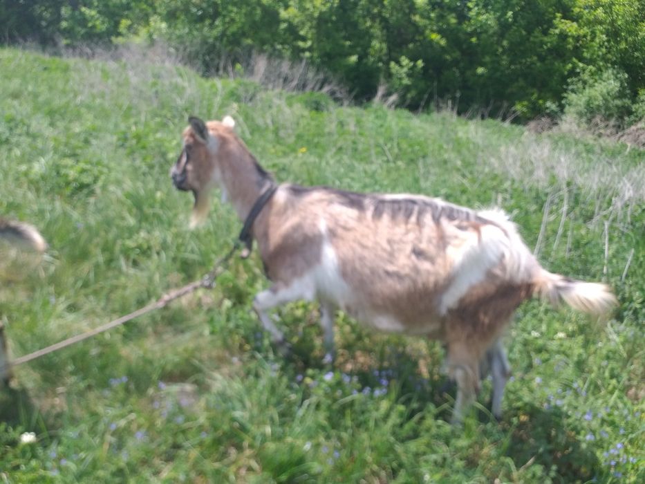 Продам.козу.молочна.альпійка.дає.4.5.літра.вершкового.молока.
